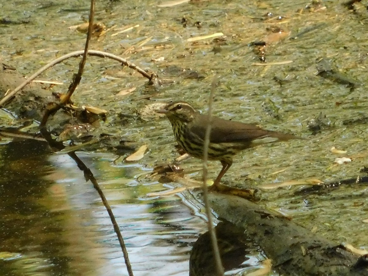 Northern Waterthrush - ML618146159