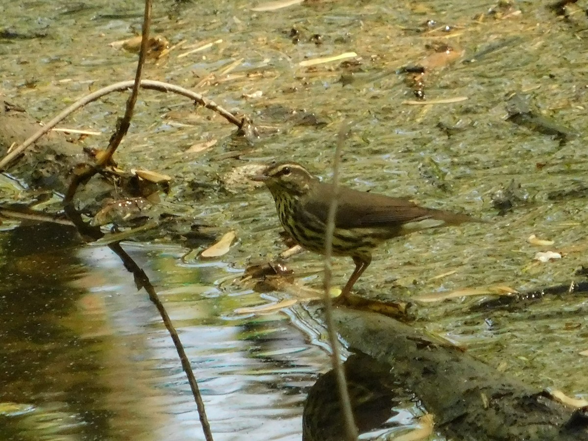 Northern Waterthrush - Sam Hartzler