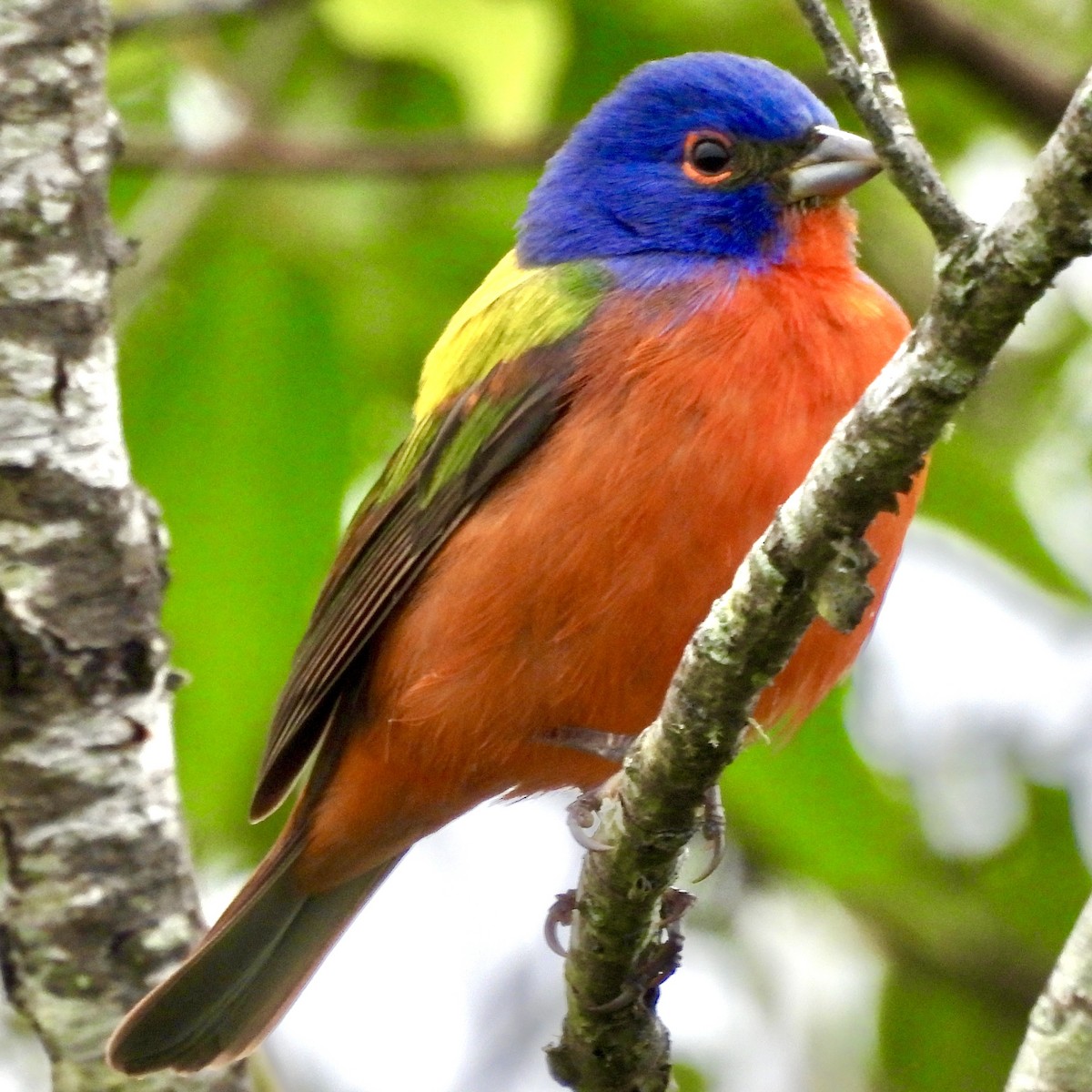 Painted Bunting - ML618146163