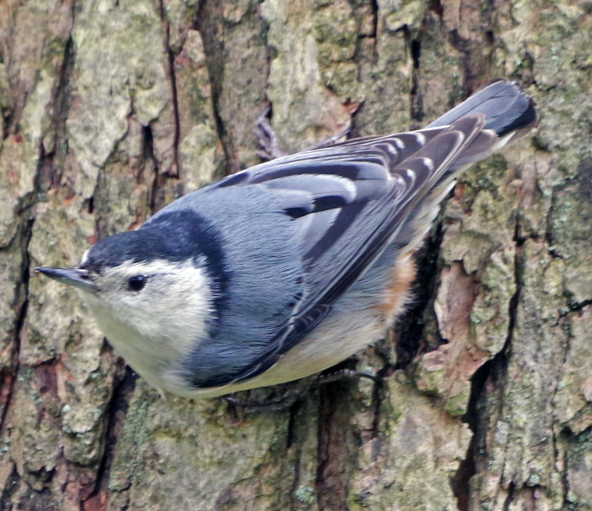 White-breasted Nuthatch (Eastern) - Bill Winkler