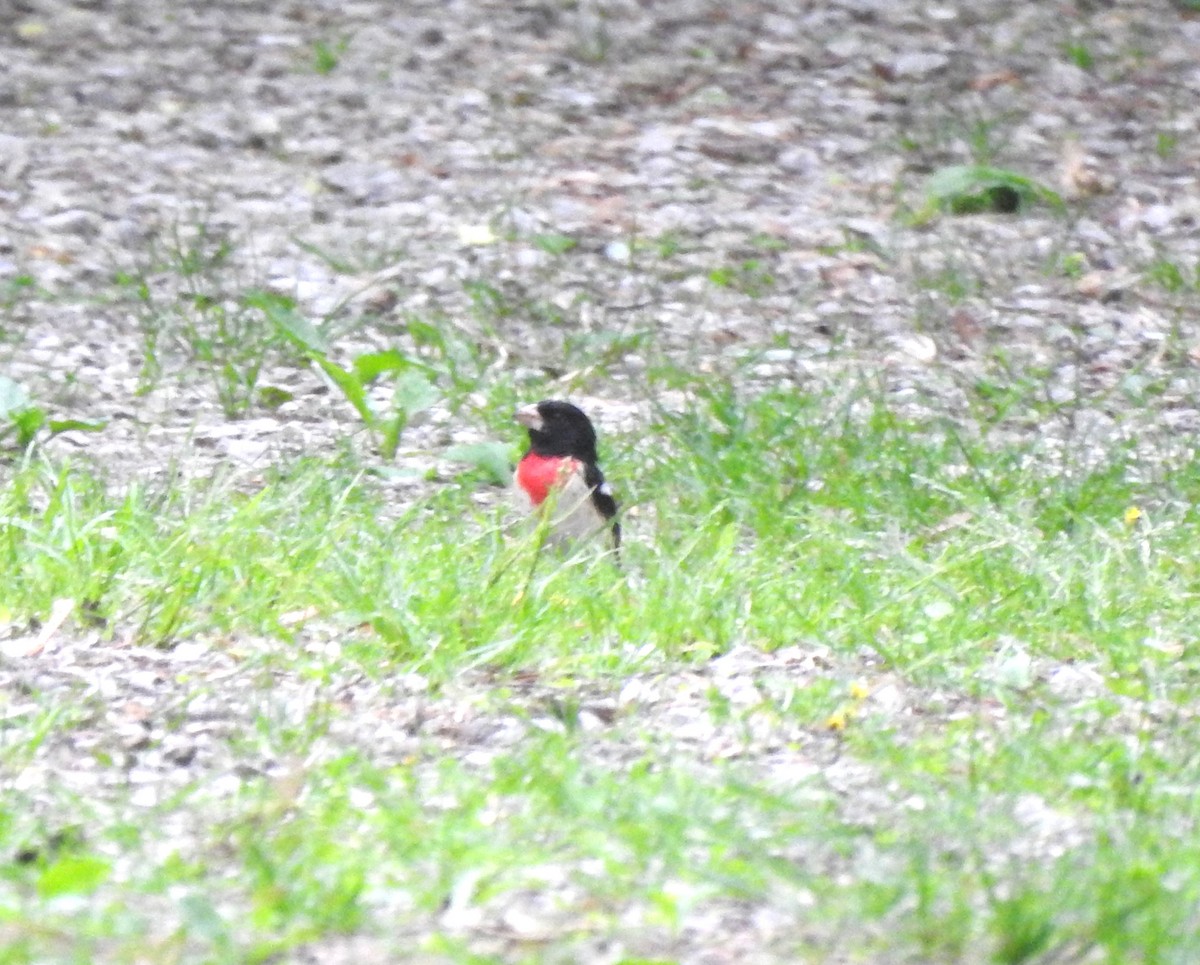 Rose-breasted Grosbeak - ML618146173