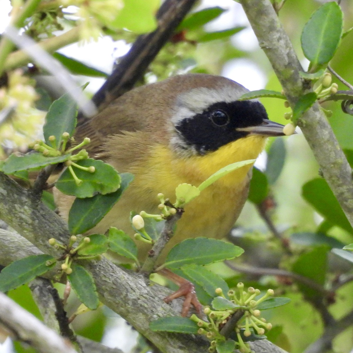 Common Yellowthroat - Will Arditti