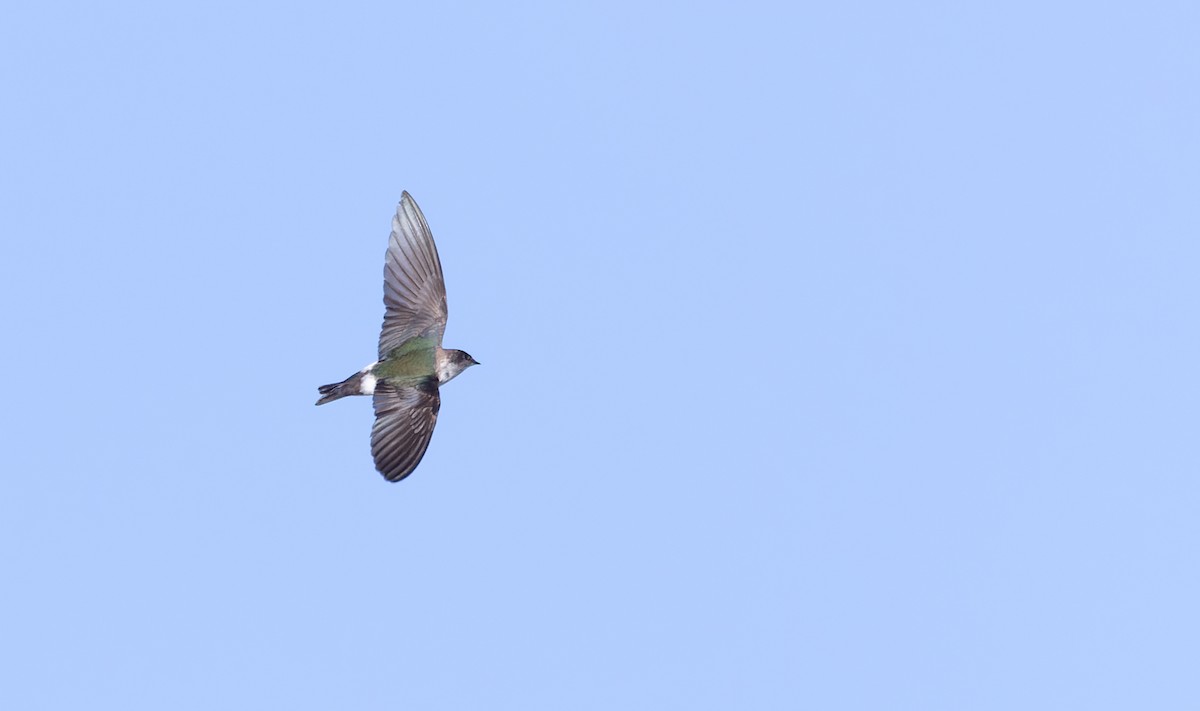 Violet-green Swallow - Ian Davies