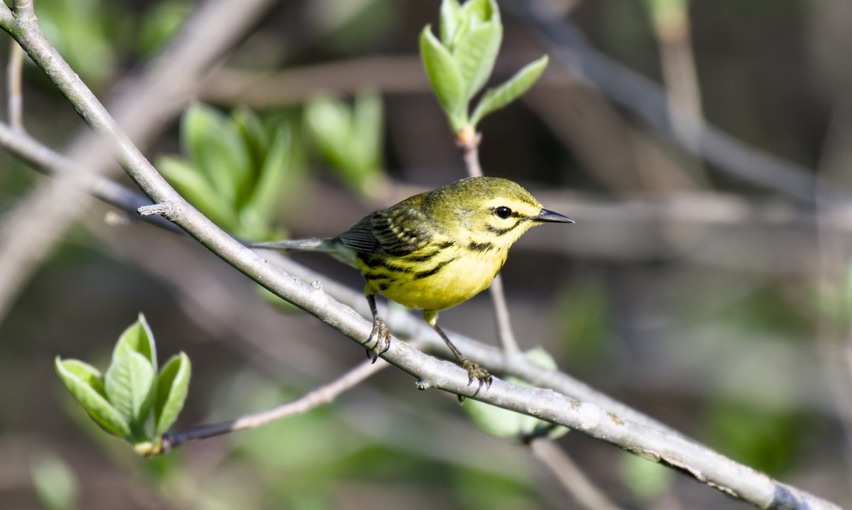 Prairie Warbler - Rickey Shive