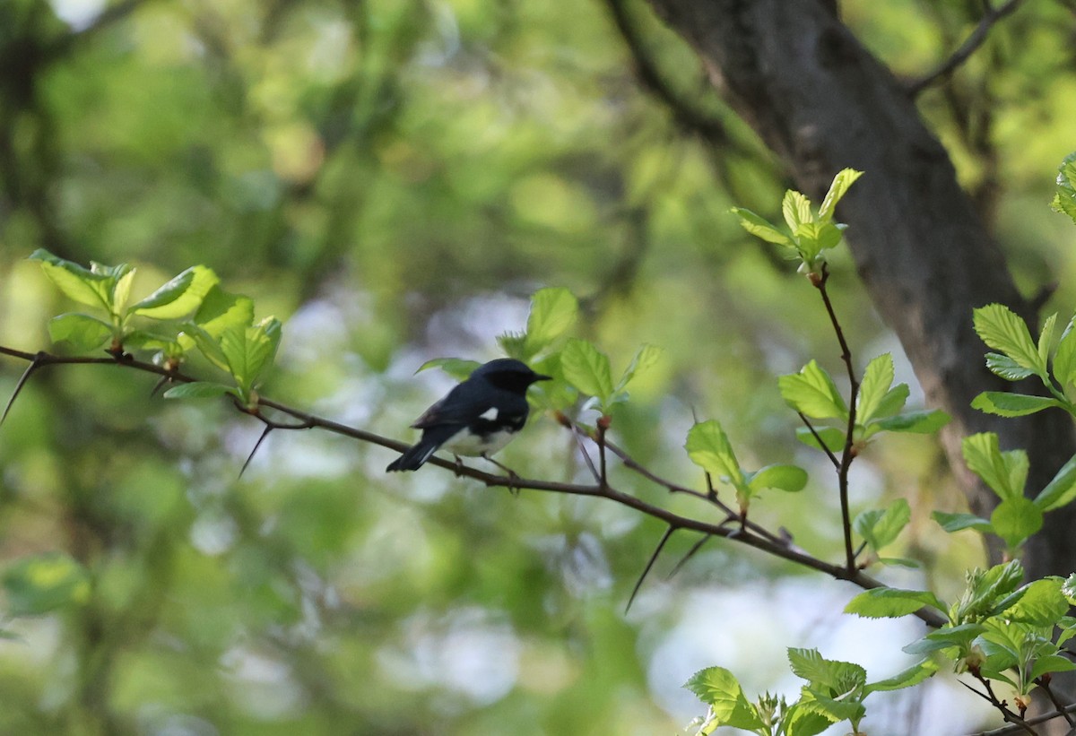 Black-throated Blue Warbler - Tomas Kay