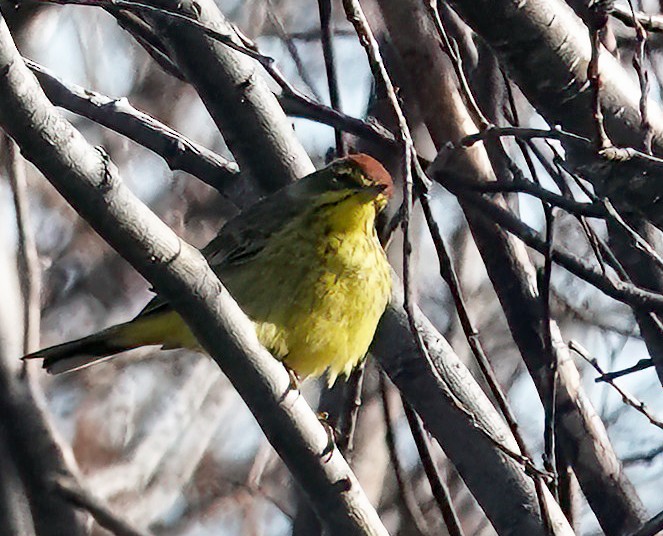 Palm Warbler - Barb Glassey