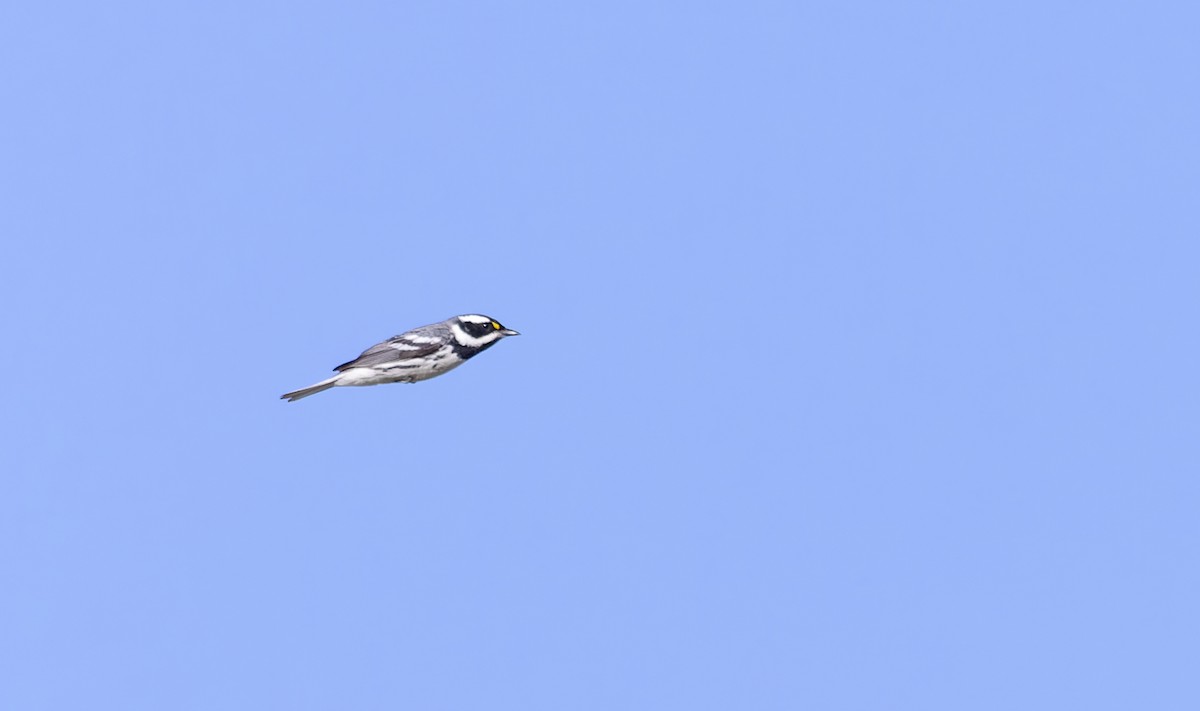 Black-throated Gray Warbler - Ian Davies