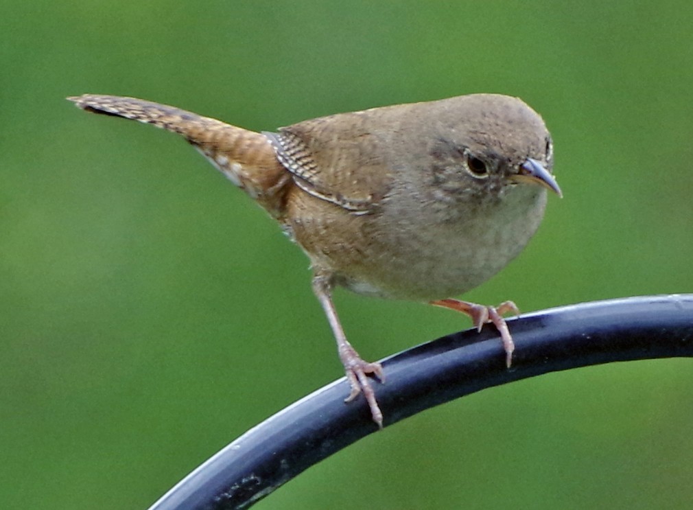 Northern House Wren - Bill Winkler