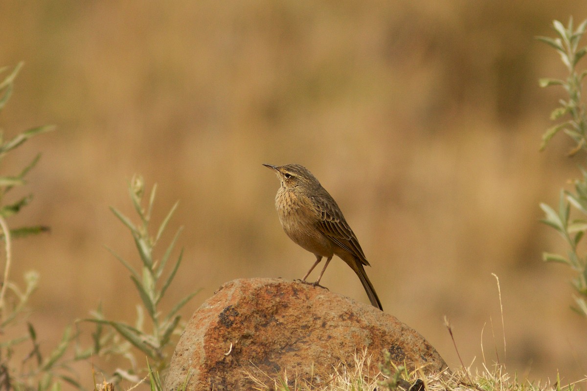 Long-billed Pipit (East African) - Morten Lisse