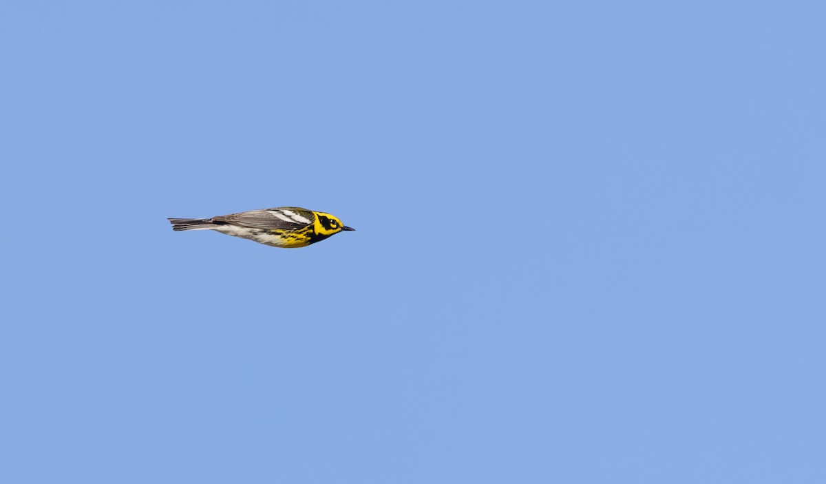 Townsend's Warbler - ML618146207