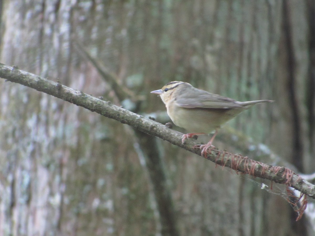 Worm-eating Warbler - Timothy Blanchard