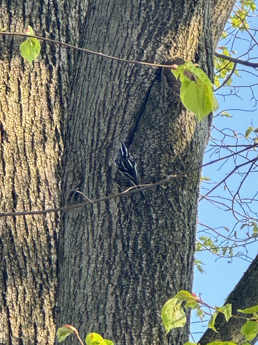 Black-and-white Warbler - Christie Tashjian