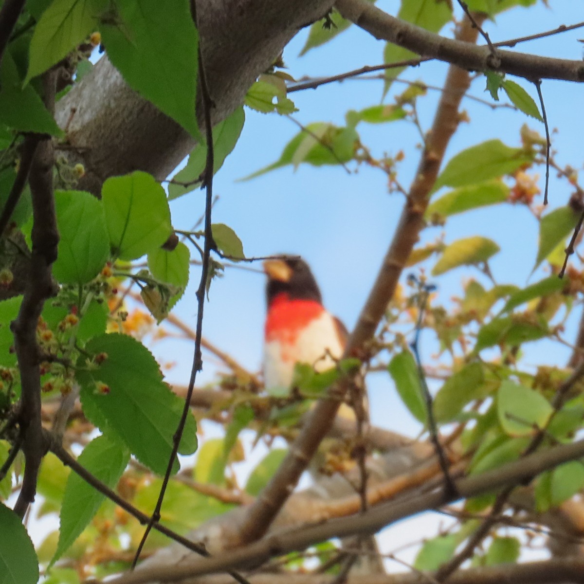 Rose-breasted Grosbeak - Israel Toloza Pérez