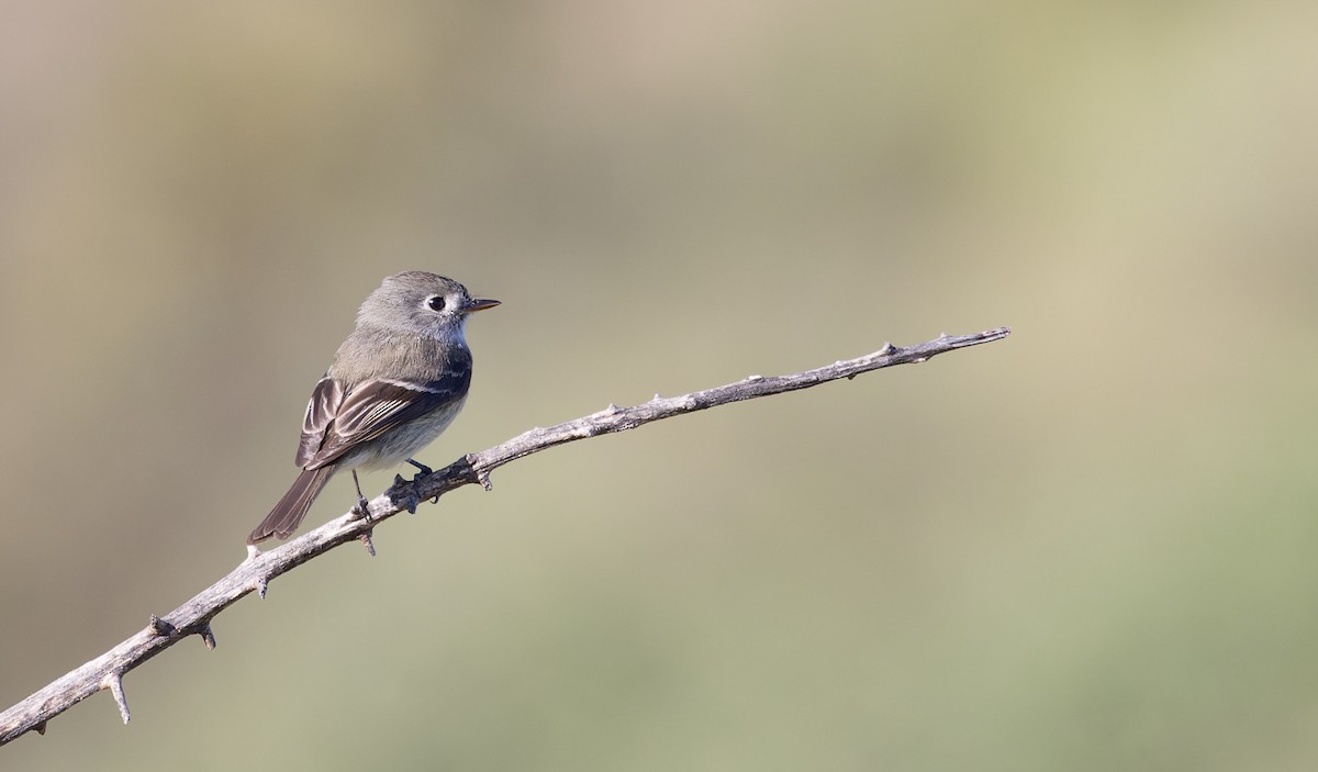 Hammond's/Dusky Flycatcher - Ian Davies