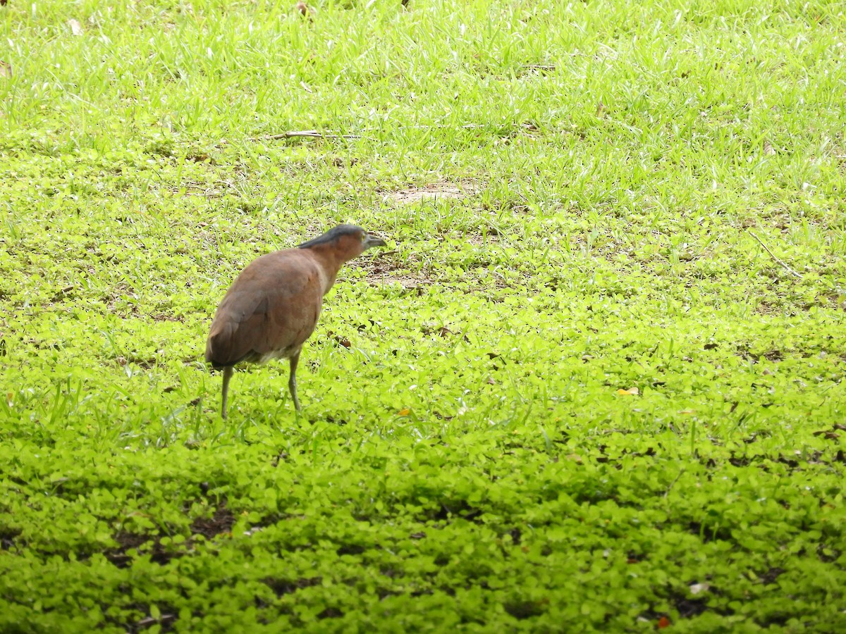 Malayan Night Heron - 虹樺 陳