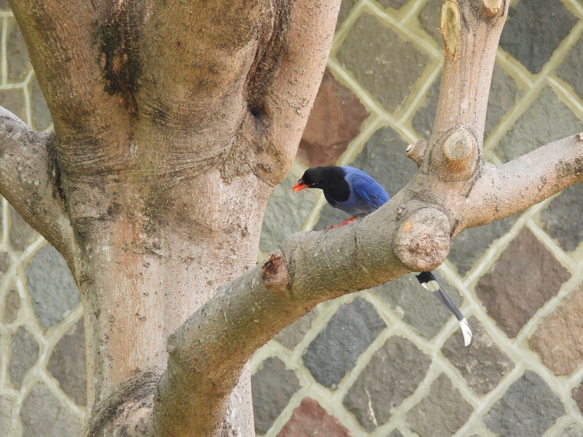 Taiwan Blue-Magpie - 虹樺 陳