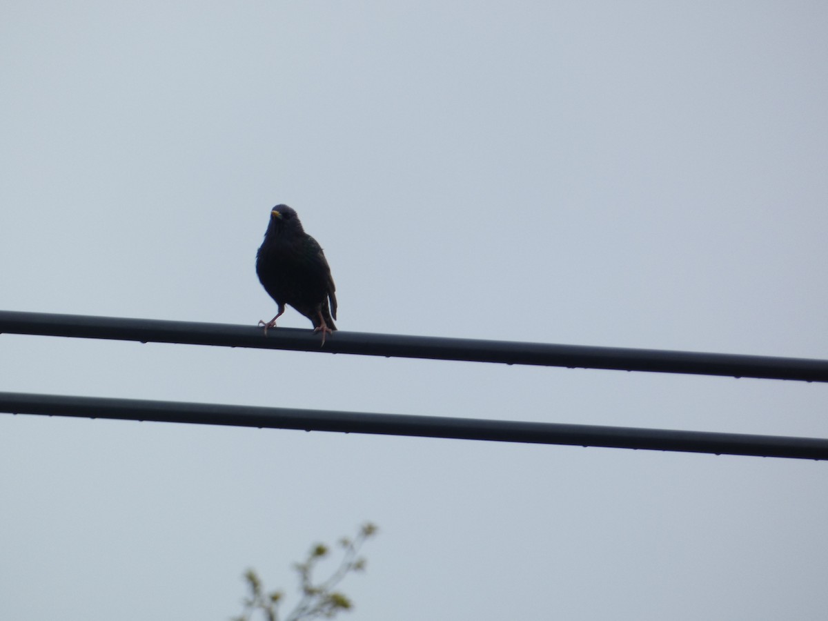 European Starling - Rithika Fernandes