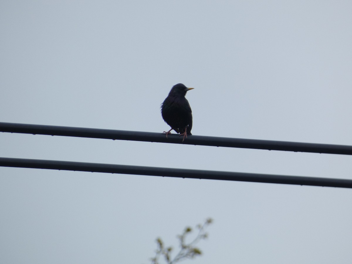 European Starling - Rithika Fernandes