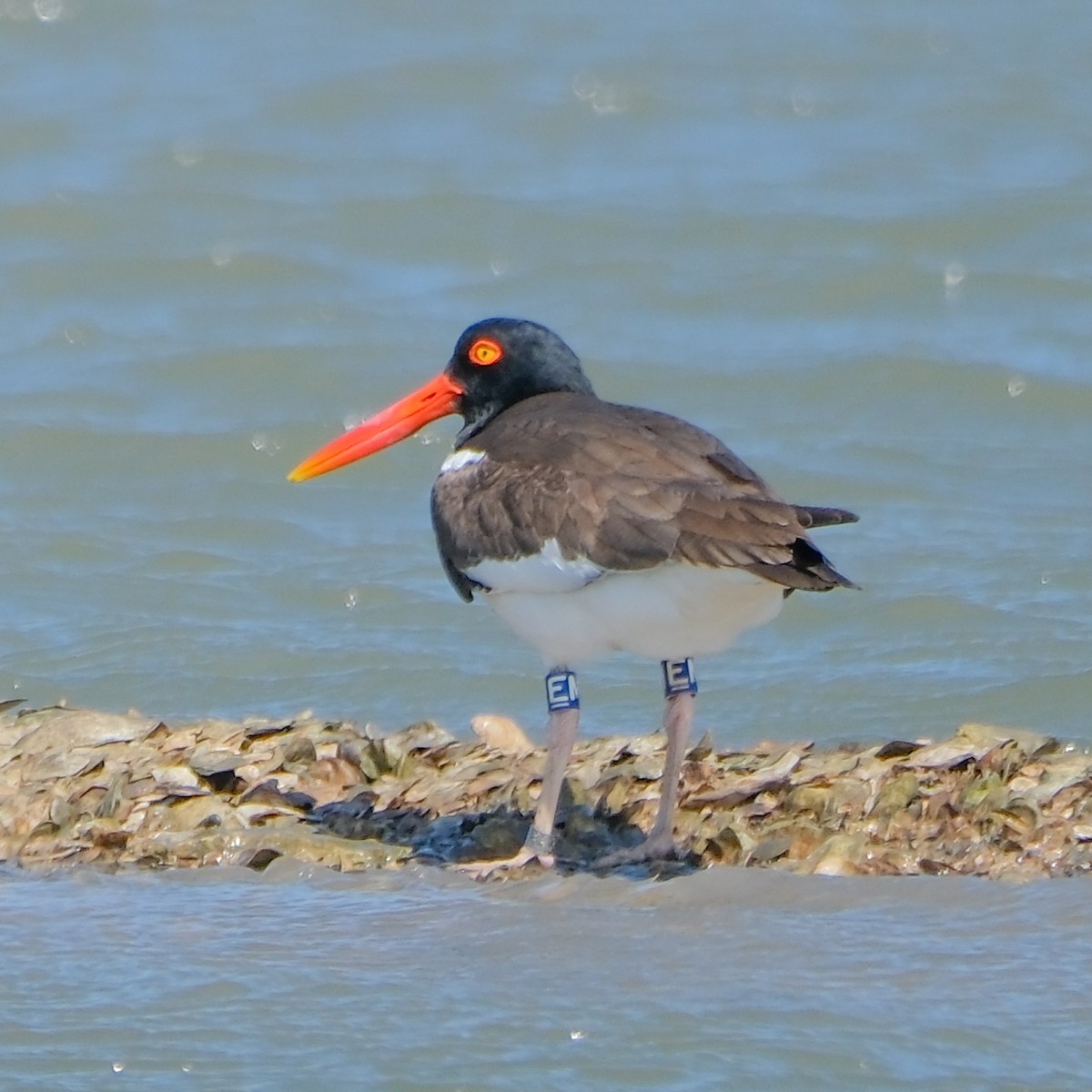 American Oystercatcher - Charles Byrne