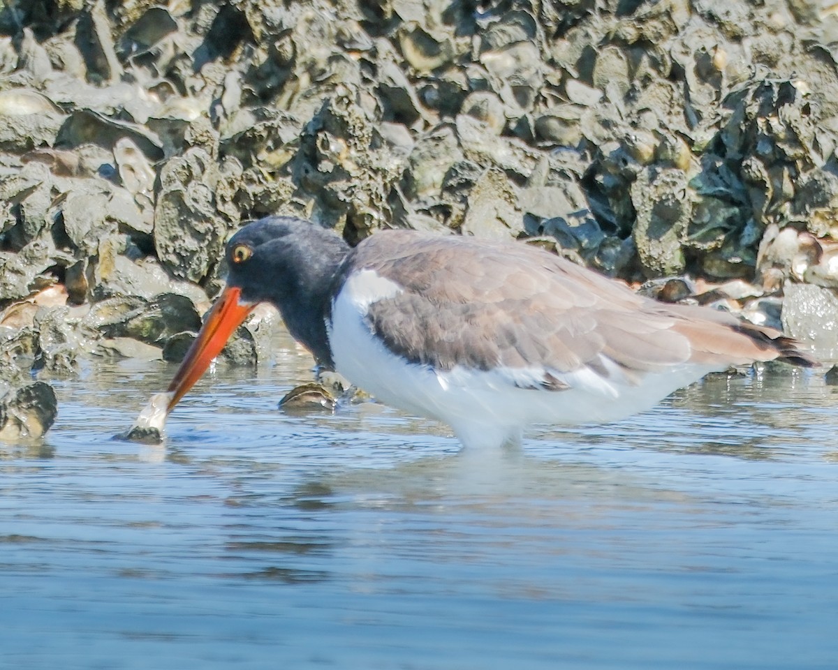 American Oystercatcher - Charles Byrne