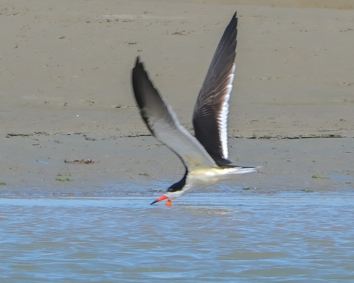 Black Skimmer - Charles Byrne