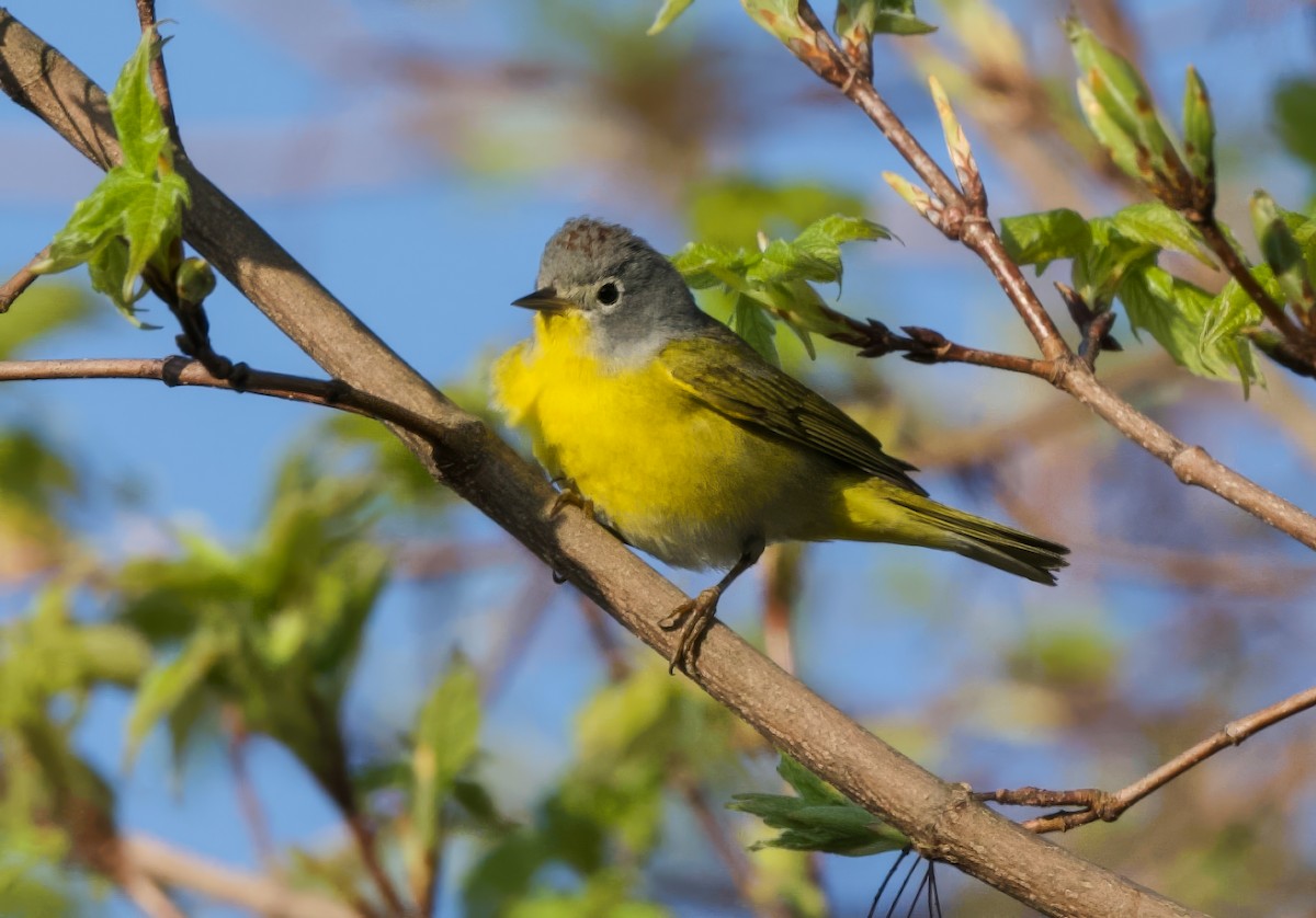 Nashville Warbler - Lisa Klepacz