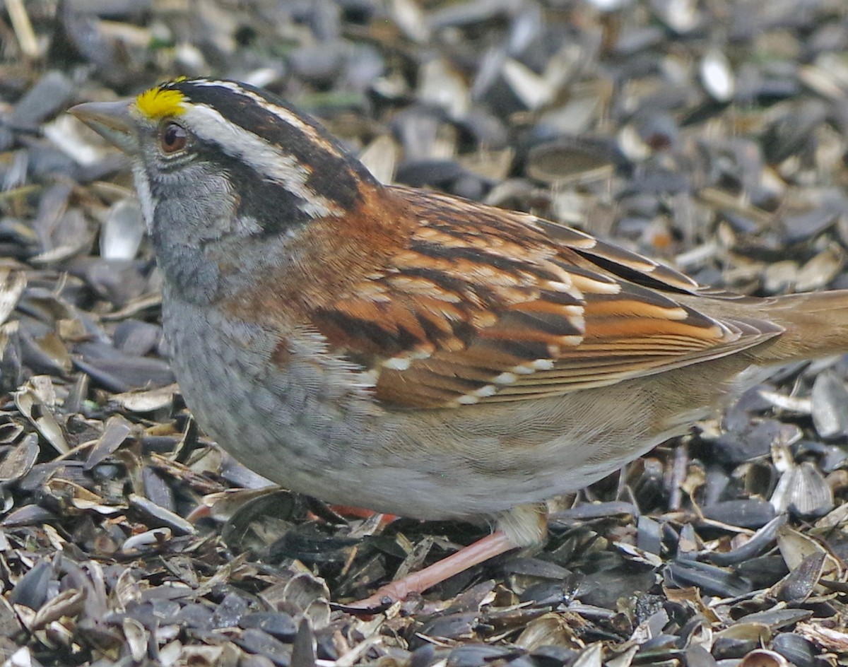 White-throated Sparrow - Bill Winkler