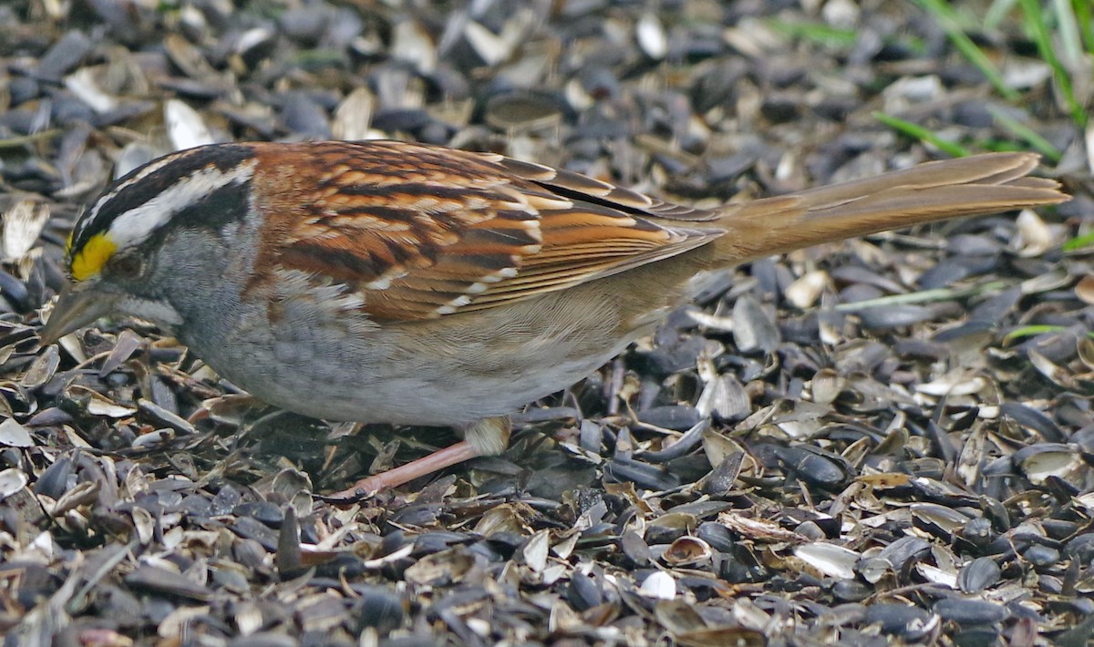 White-throated Sparrow - Bill Winkler