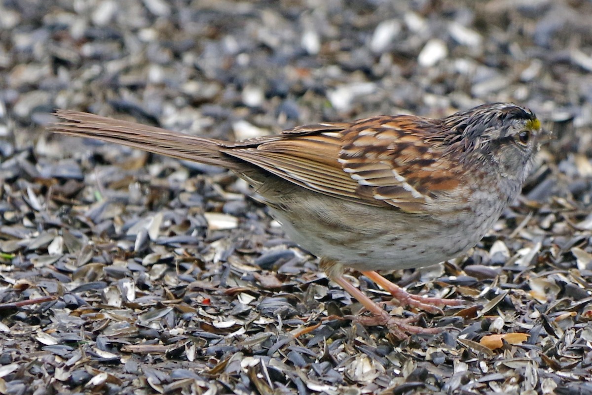 White-throated Sparrow - Bill Winkler