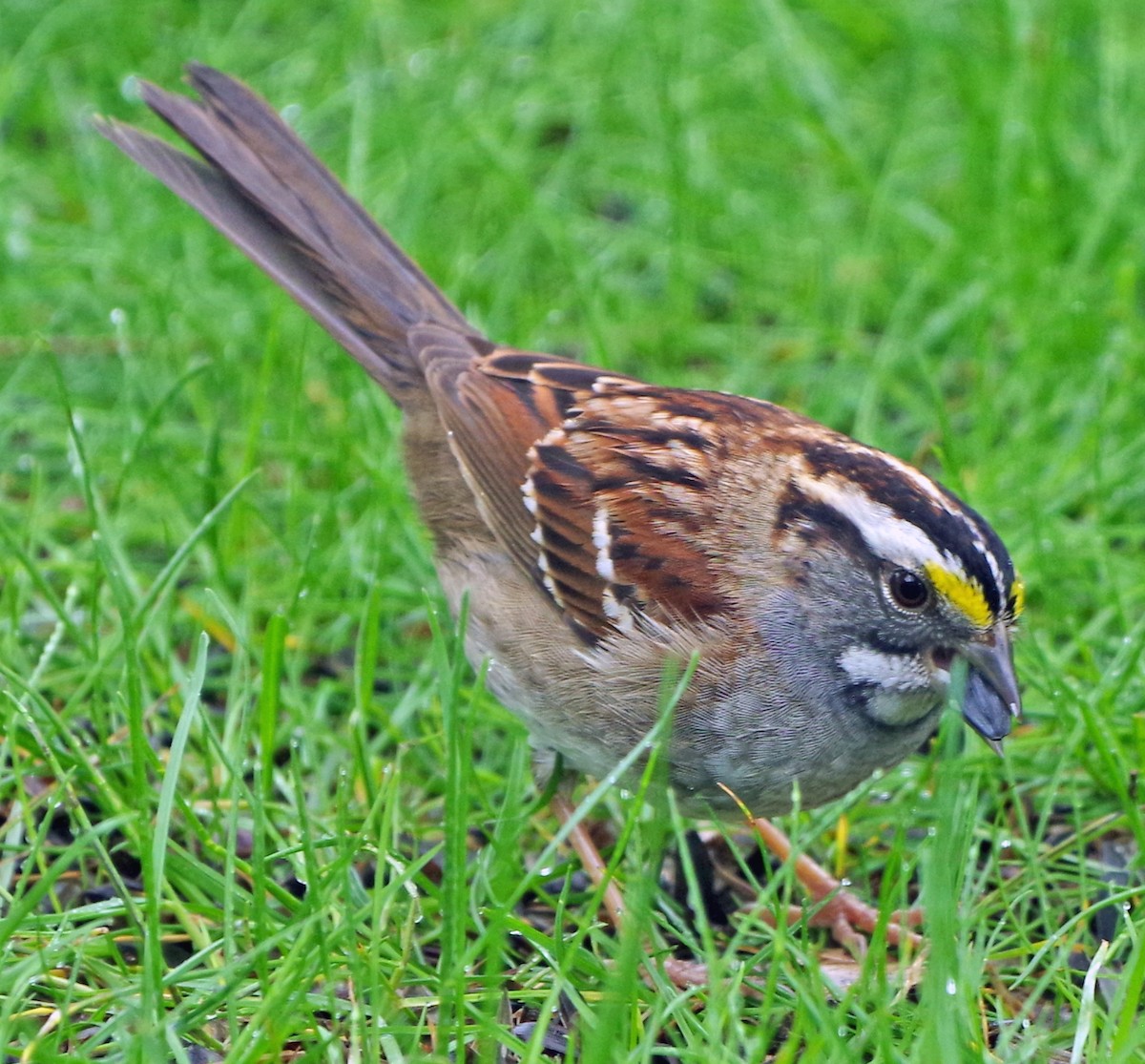 White-throated Sparrow - Bill Winkler