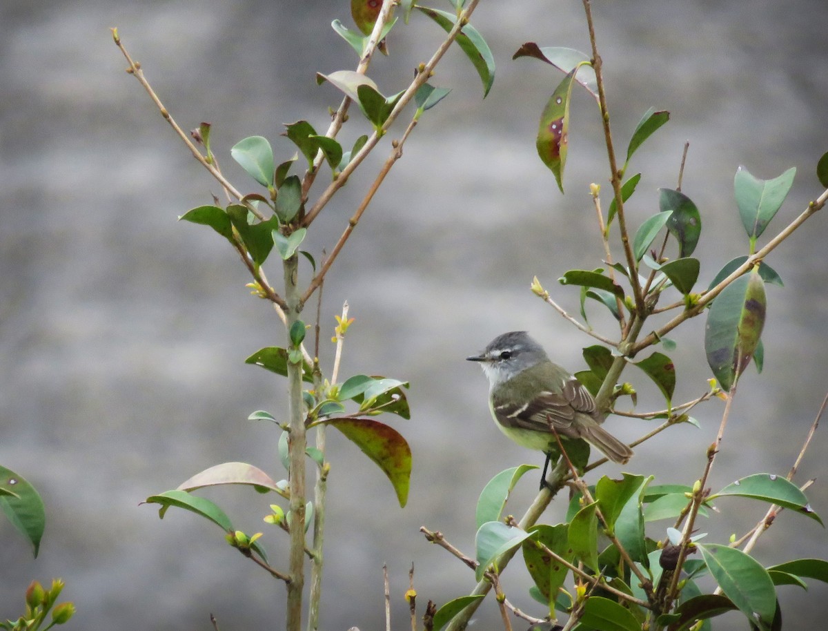 White-crested Tyrannulet - Alberto Yamamoto