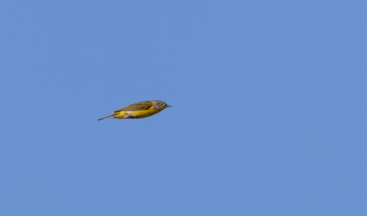 Nashville Warbler - ML618146287