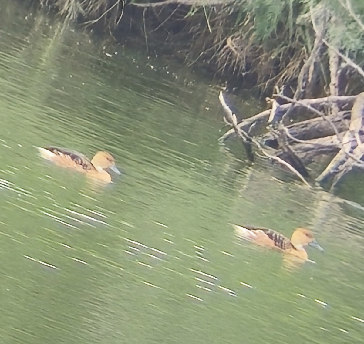 Fulvous Whistling-Duck - ML618146291