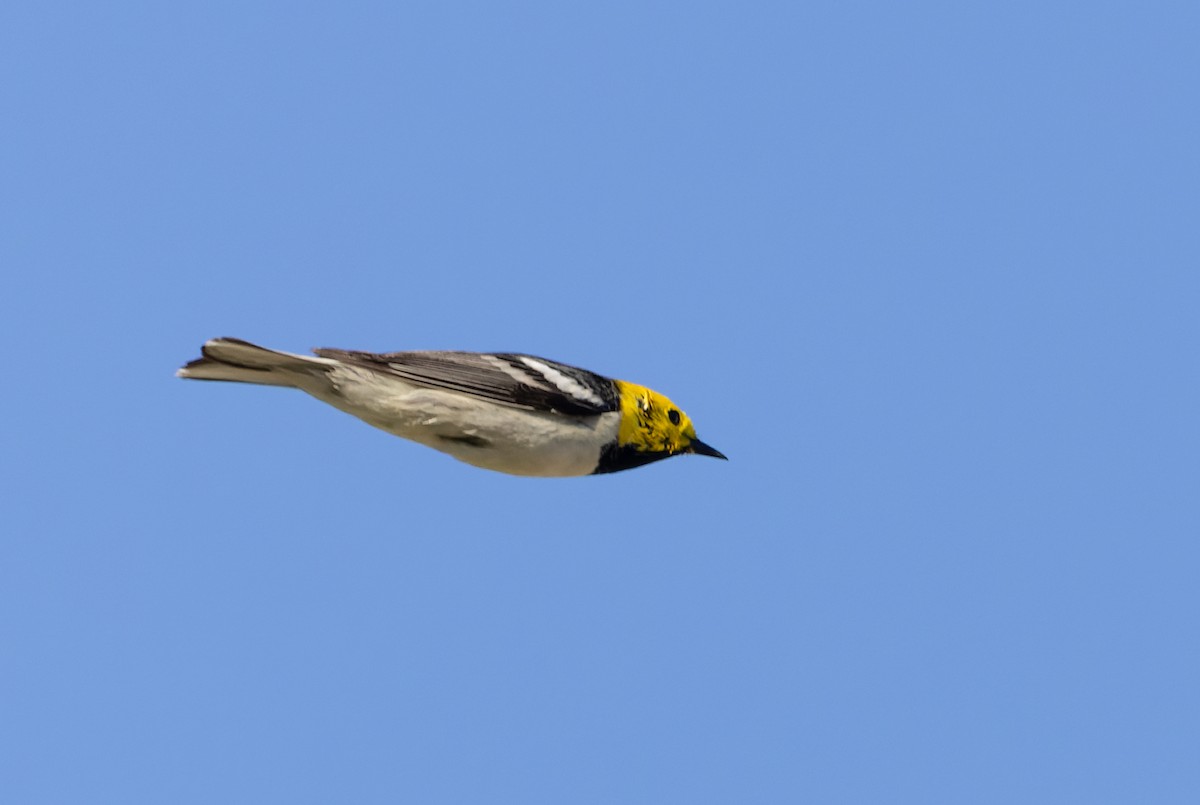 Hermit Warbler - Ian Davies