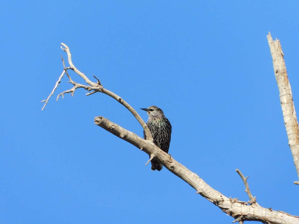 European Starling - ML618146310