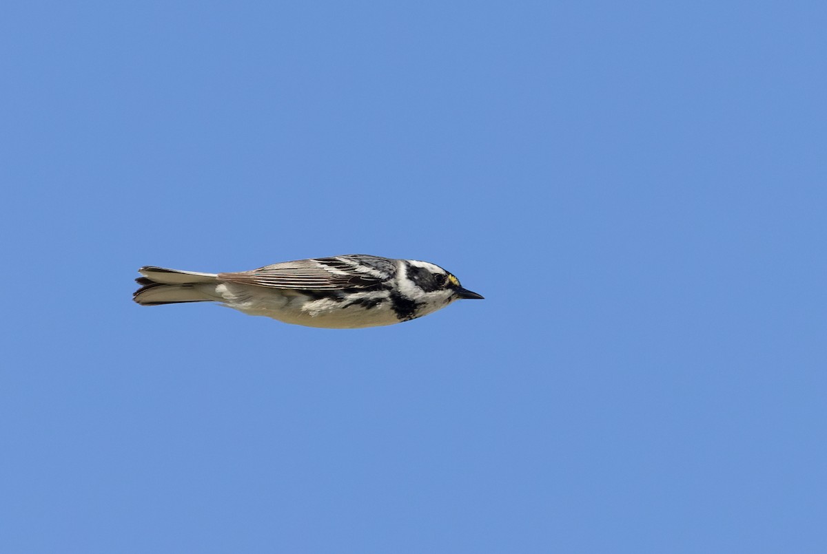 Black-throated Gray Warbler - Ian Davies