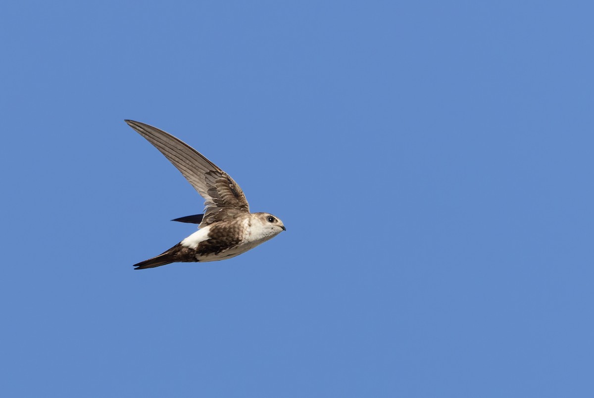 White-throated Swift - Ian Davies