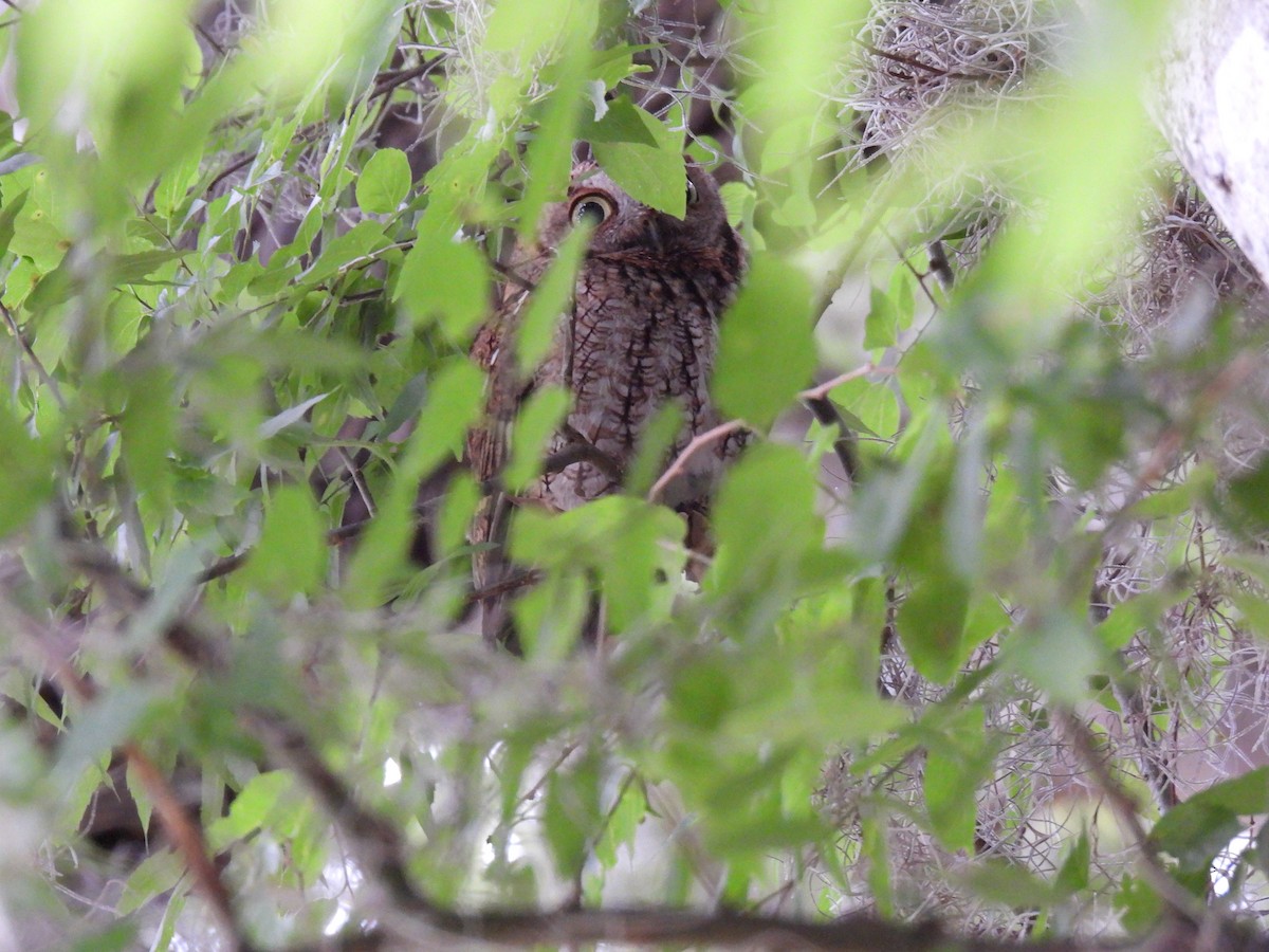 Eastern Screech-Owl - Shawn McMahon