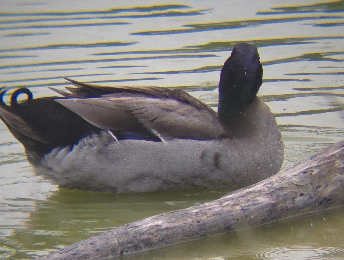 Mallard (Domestic type) - Kayleigh Andrus