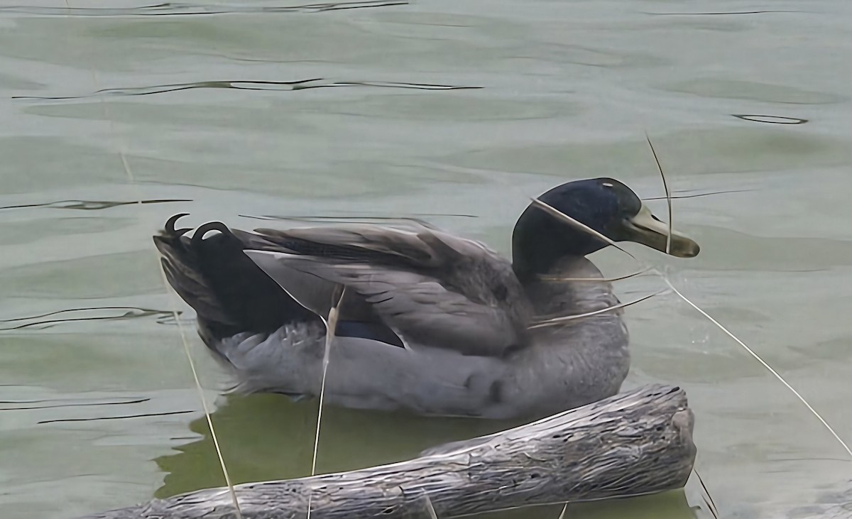 Mallard (Domestic type) - Kayleigh Andrus