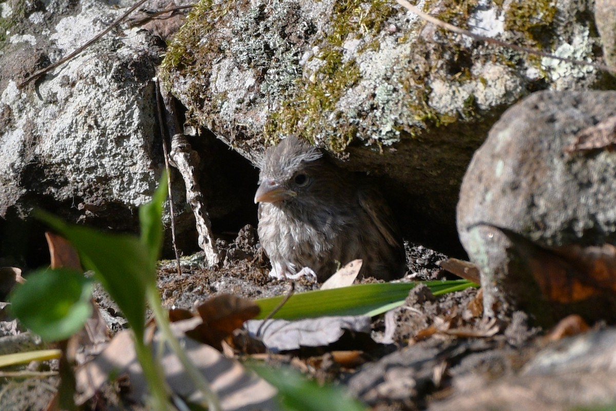 House Finch - Patty & John Werth