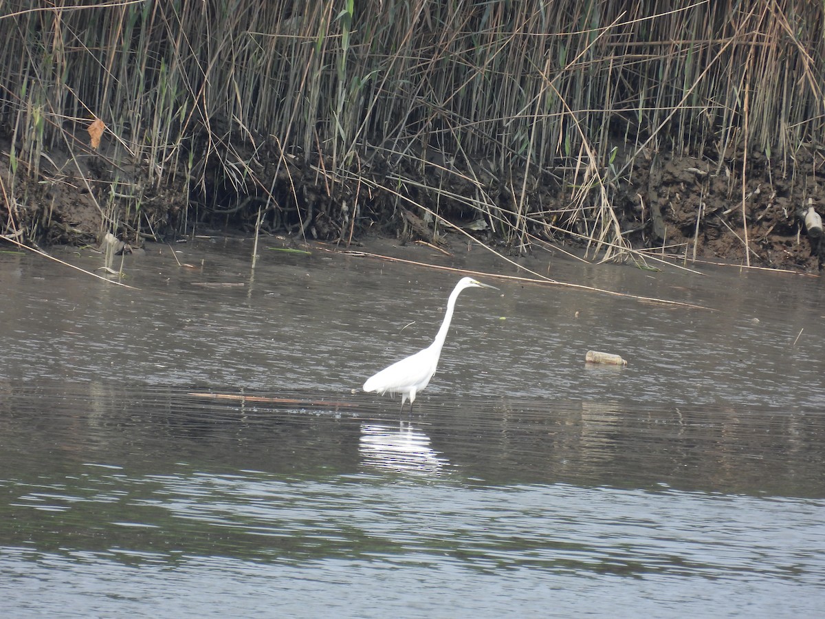 Great Egret - 虹樺 陳