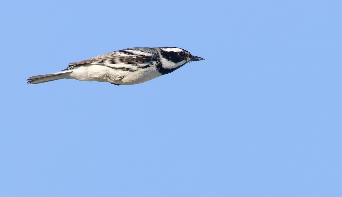 Black-throated Gray Warbler - Ian Davies