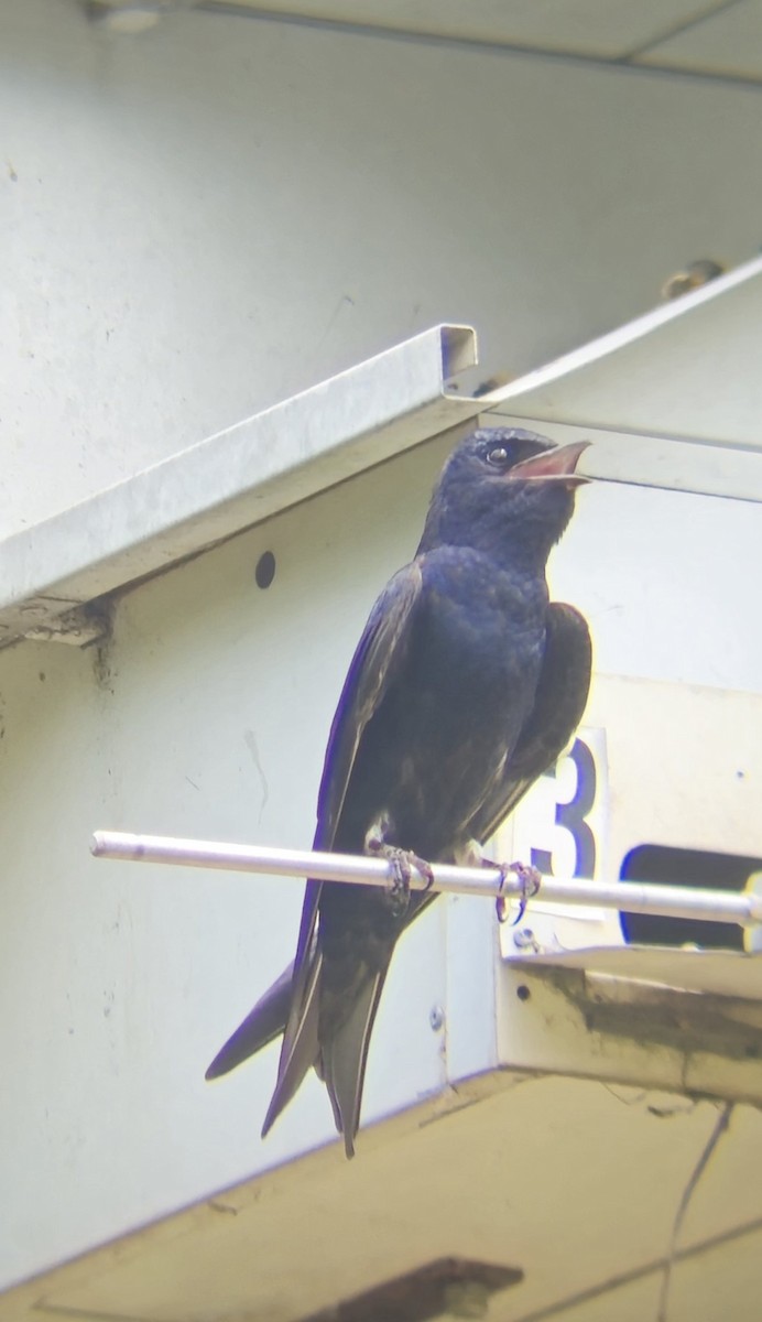 Purple Martin - Kayleigh Andrus