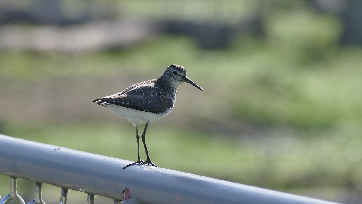 Solitary Sandpiper - Avery Fish