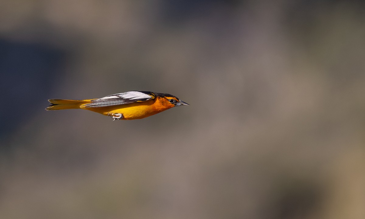 Bullock's Oriole - Ian Davies