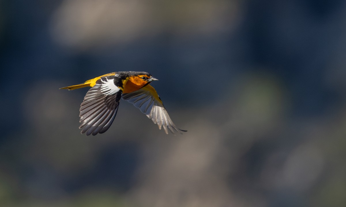 Bullock's Oriole - Ian Davies