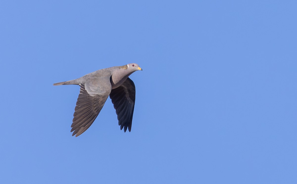 Band-tailed Pigeon - Ian Davies
