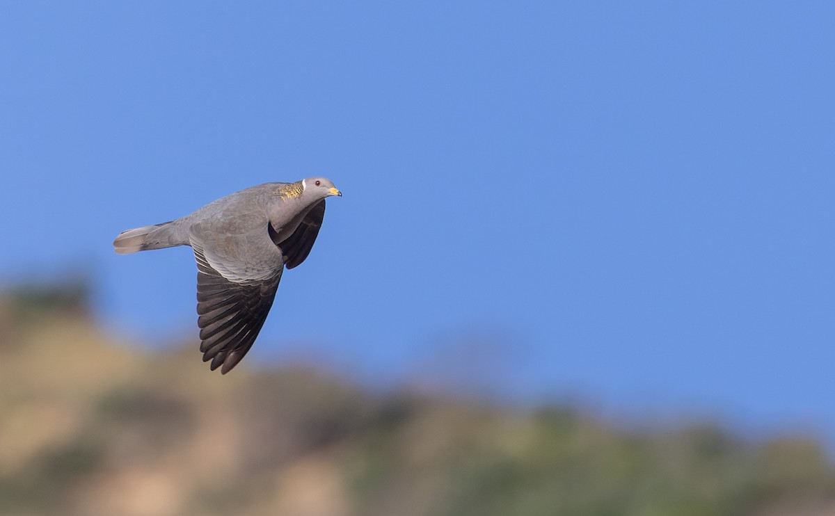Band-tailed Pigeon - Ian Davies