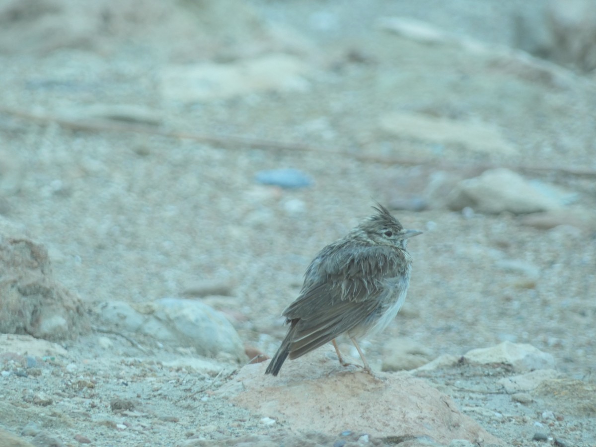 Thekla's Lark - Elena Cantalapiedra Malaguilla